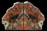 Tall, Arizona Petrified Wood Bookends - Red & Black #95974-1